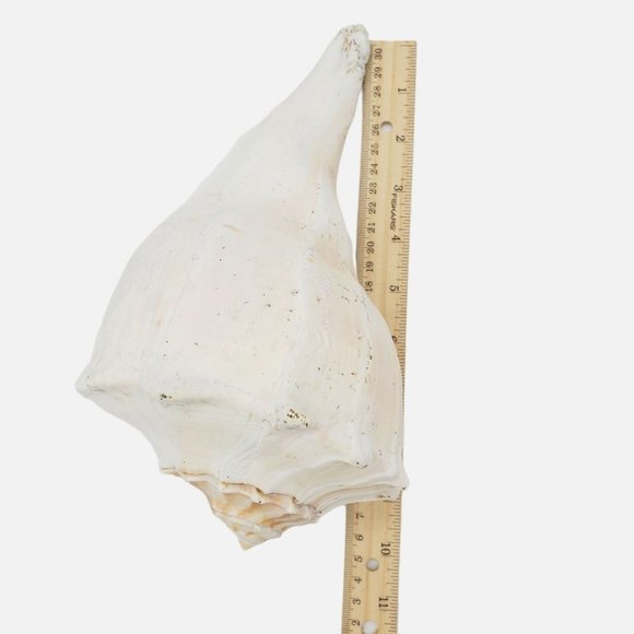 10" Large Horned Queen Helmet Conch Seashell Eroded Nautical Tooth Vintage Beach - Picture 6 of 6